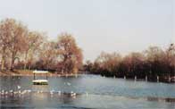 Boating Lake